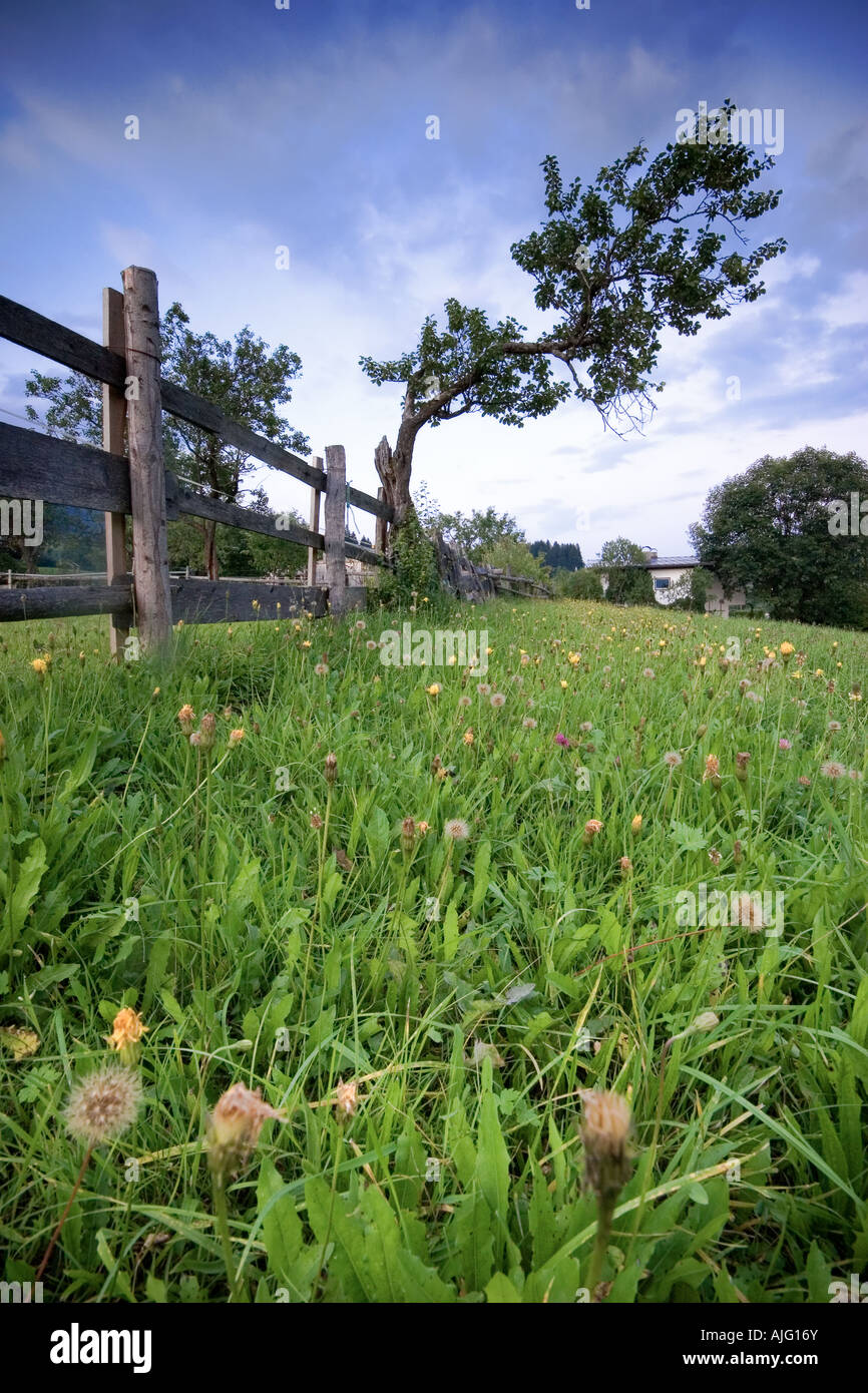 Fine Art Wind fegte Baum Weitwinkel mit Zaun führende Linie Stockfoto