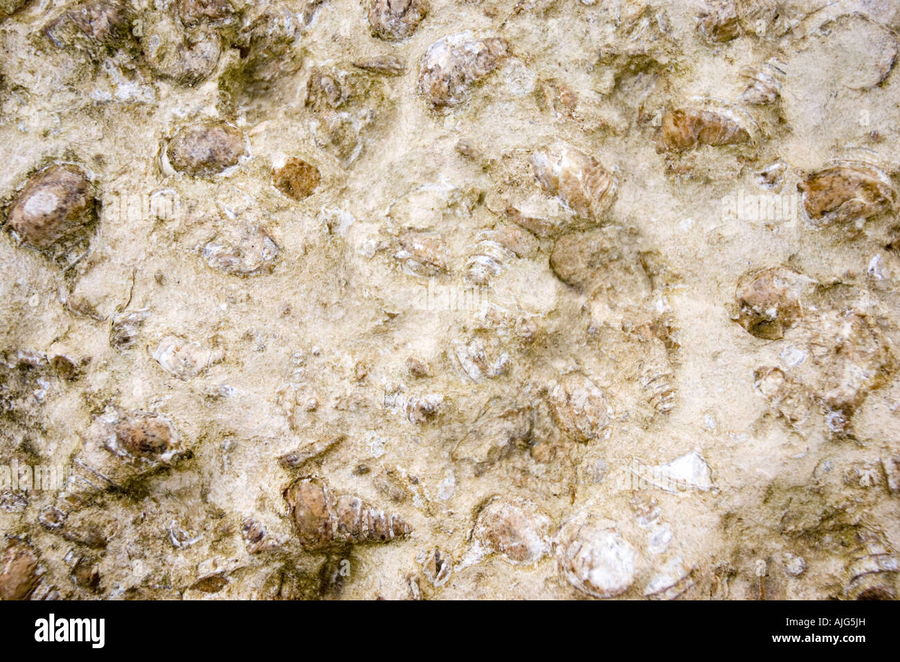 Abschnitte des Felsens aus dem Gastropode fossile Muschel-Friedhof in der Nähe von Ao Nang, Thailand Stockfoto