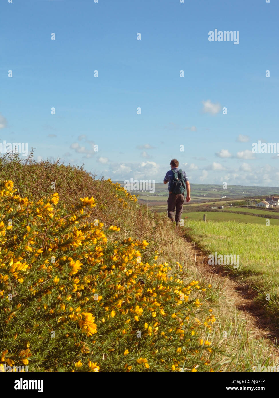 Auf dem South West Coast Path wandern Sie entlang der Ginster-Sträucher, Penhalt Cliff von Millook Haven in Richtung Wanson Mouth, Widemouth Bay, Cornwall England Stockfoto