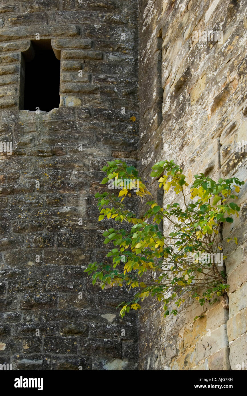 Pflanzen Sie wachsen von der Burgmauer und ein Fenster in die Tour de l'Inquisition Turm, Cite, Carcassonne, Frankreich Stockfoto