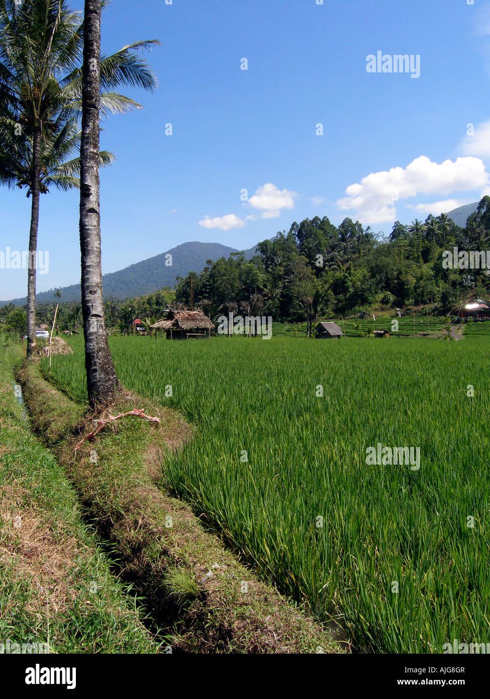 Paddy-Felder in der Region Minahasa in Nord-Sulawesi, Indonesien Stockfoto
