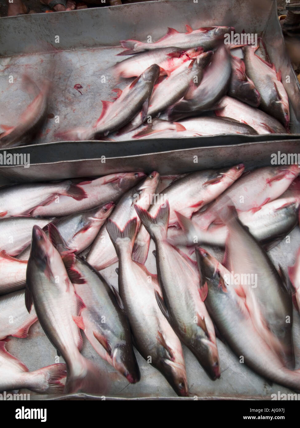 Fischmarkt Stockfoto