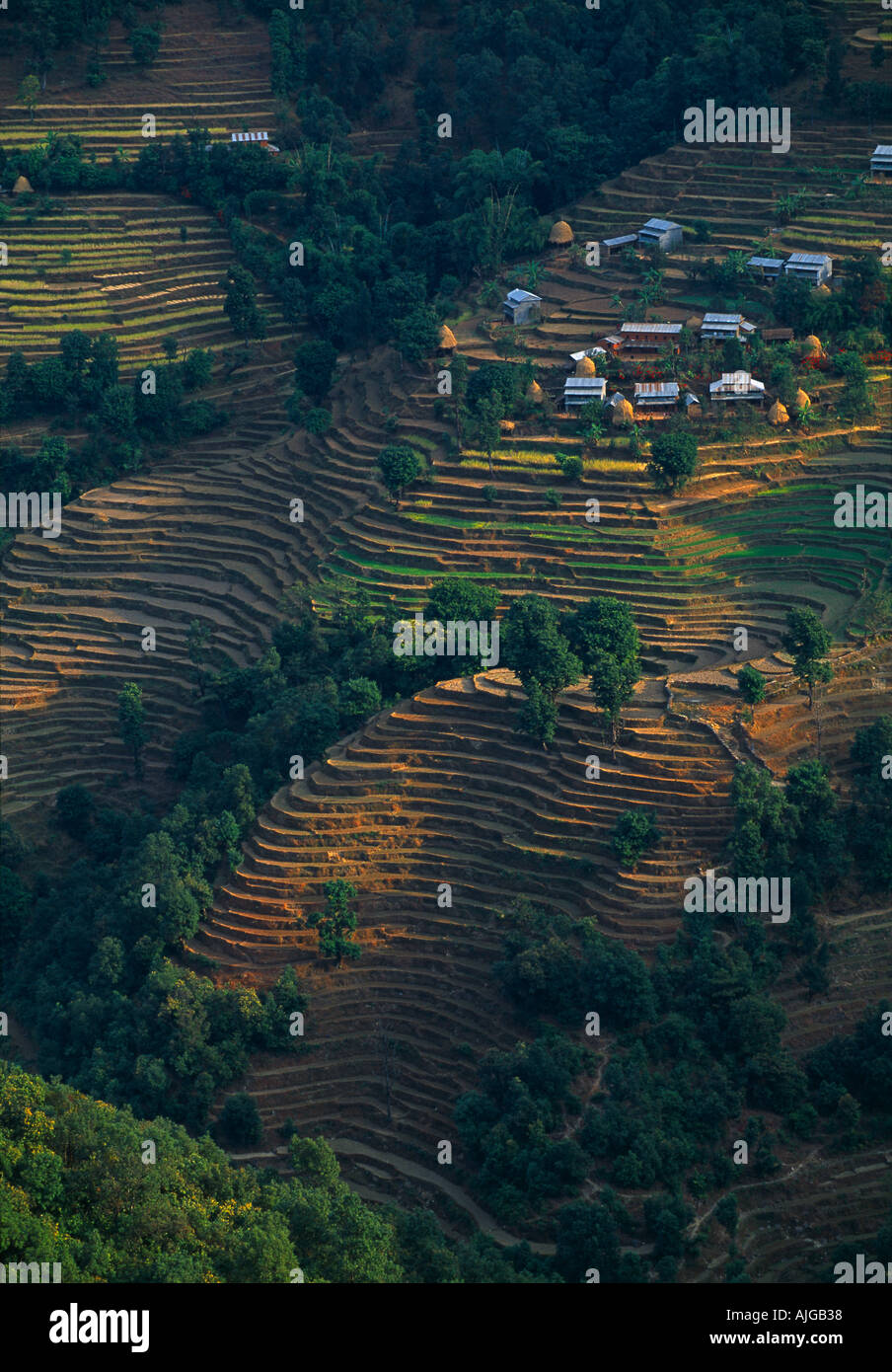 Terrassenfelder in Kalikastan nr Pokhara, Nepal Stockfoto