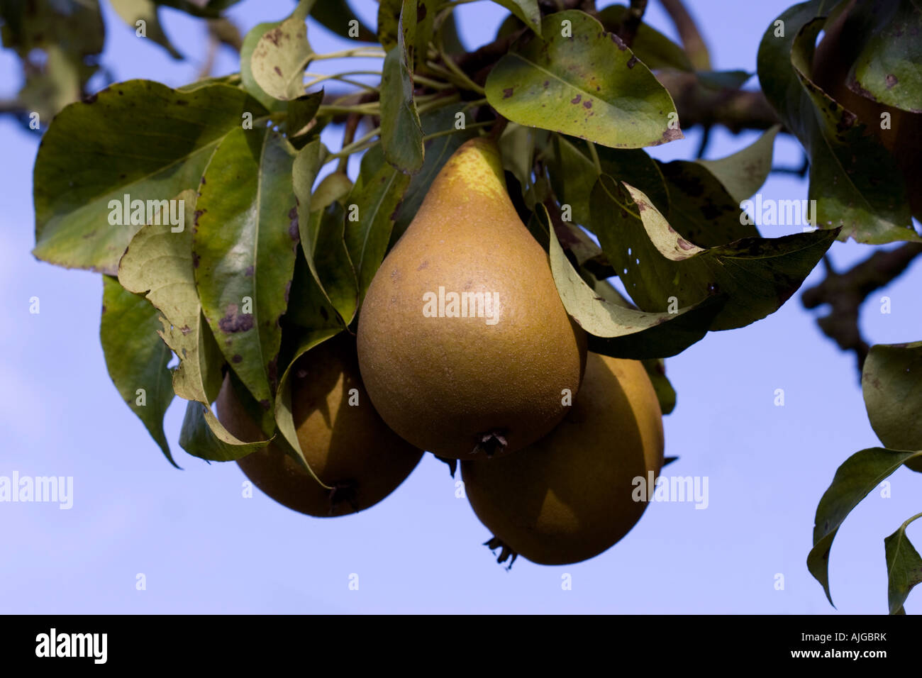 Closeup single Konferenz Birne Baum Cotswolds UK Stockfoto