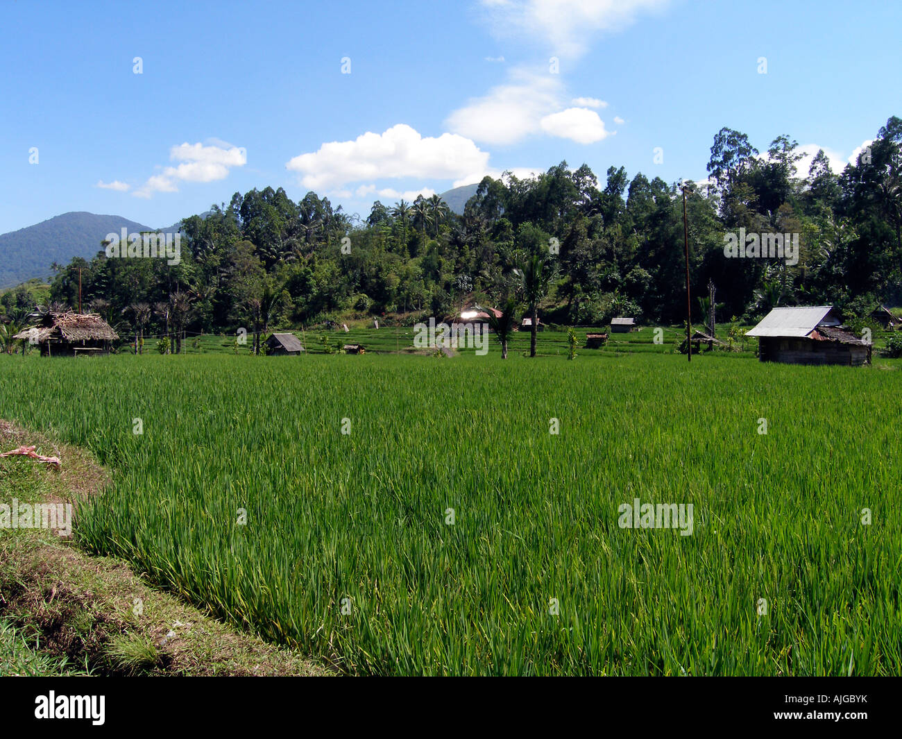 Paddy-Felder in der Region Minahasa in Nord-Sulawesi, Indonesien Stockfoto