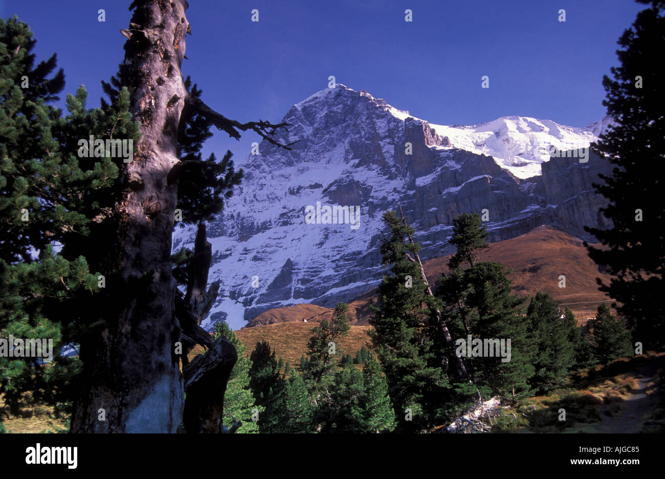 Mount Eiger mit North Face alpinen Wald und Wiesen unter Kleine Scheidegg Berner Alpen der Schweiz Stockfoto