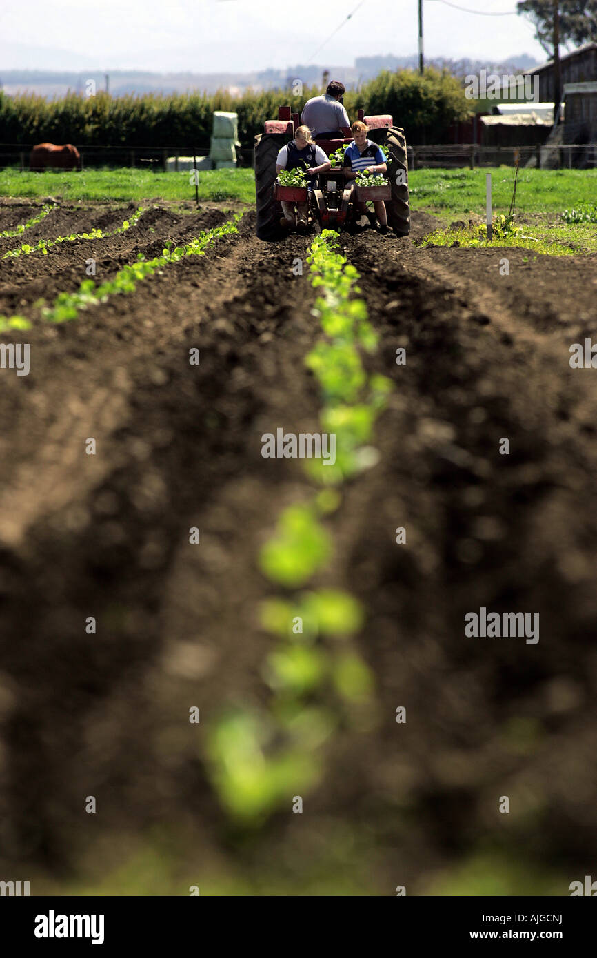 Anpflanzen von Zucchini Setzlingen von der Rückseite eines Traktors Nelson New Zealand Stockfoto