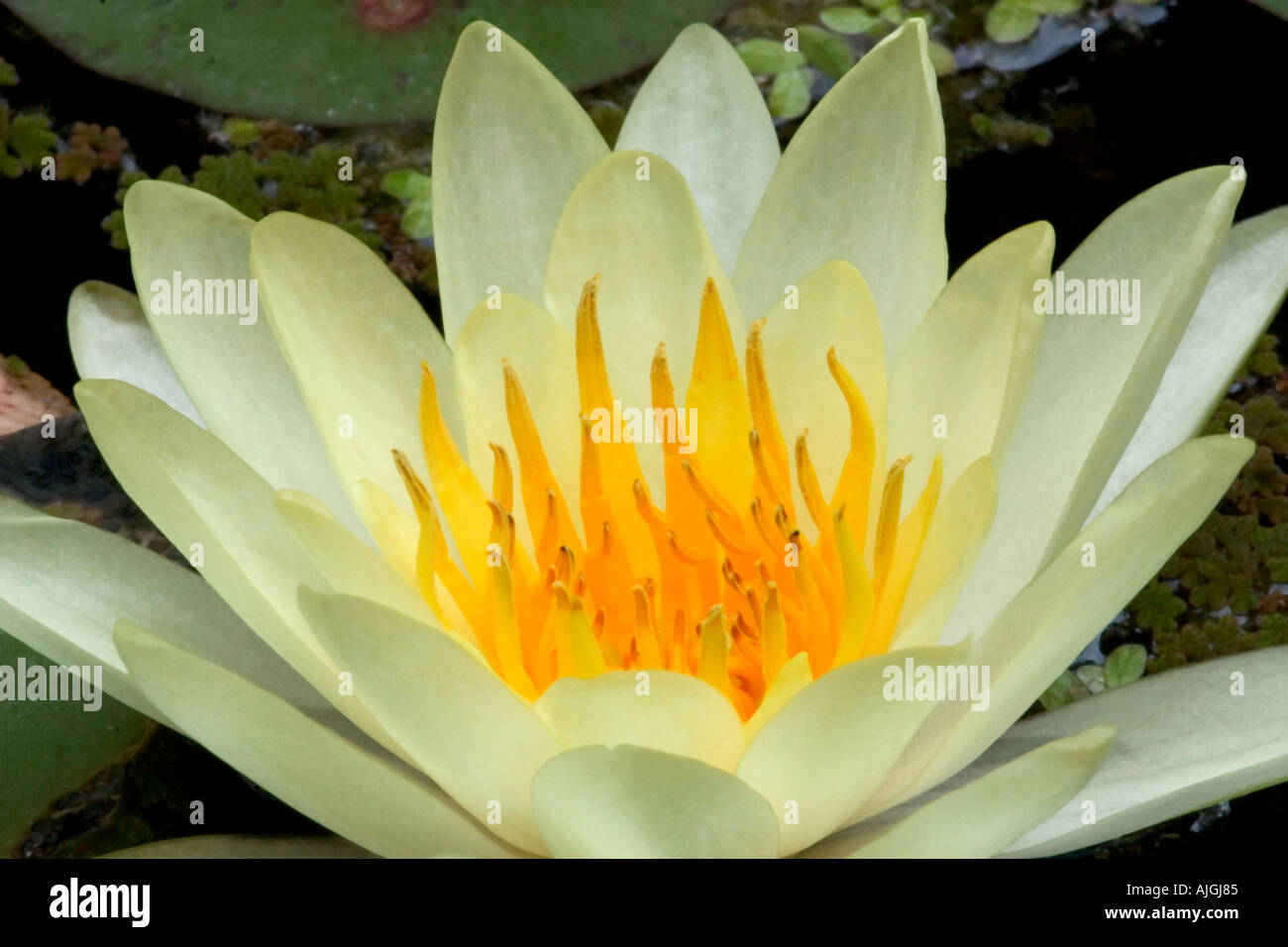 Seerose Stockfoto