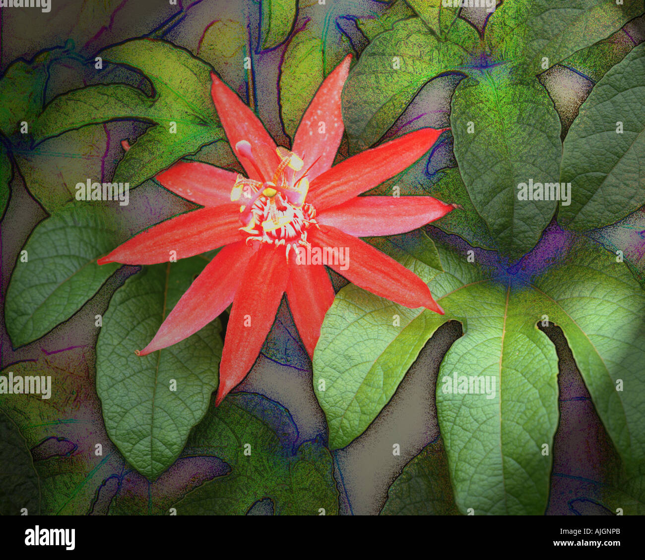 DIGITALE Kunst: Passionsblume Stockfoto