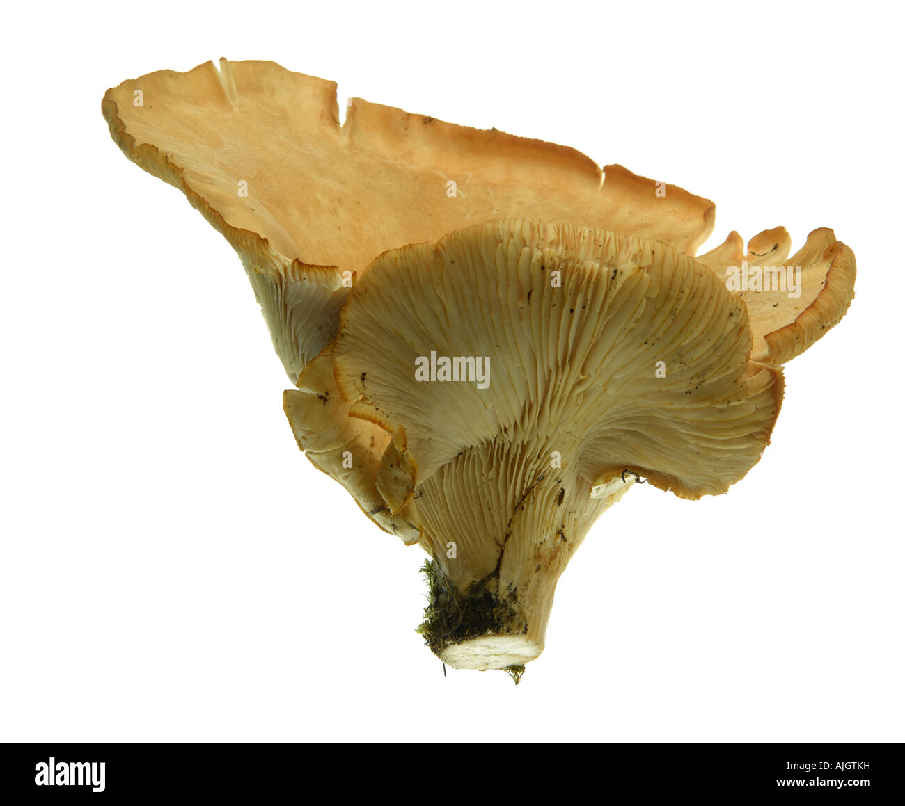 Trooping Trichter Pilz Clitocybe geotropa Stockfoto