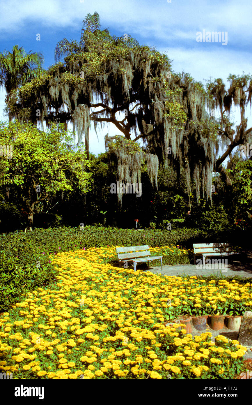 Blumen Und Baume Mit Hangenden Moos Cypress Gardens Florida