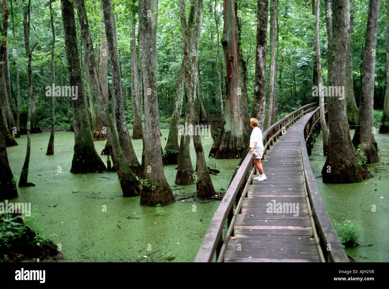 Natchez Trace Parkway Cypress Swamp Mississippi Stockfoto