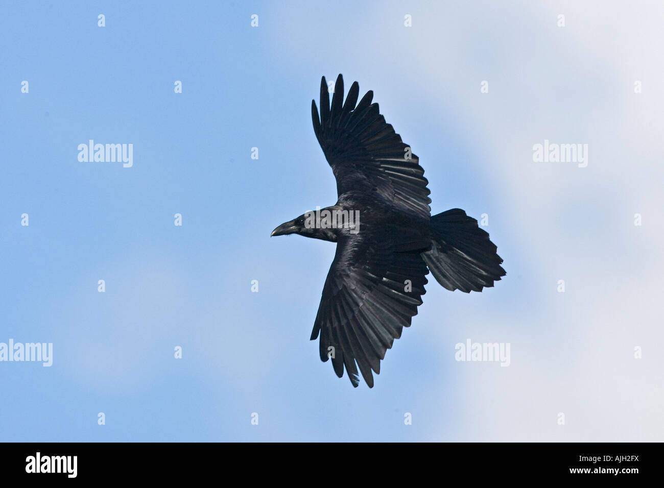 Raven Sie-Corvus Corax im Flug Gigrin Farm Wales Stockfoto