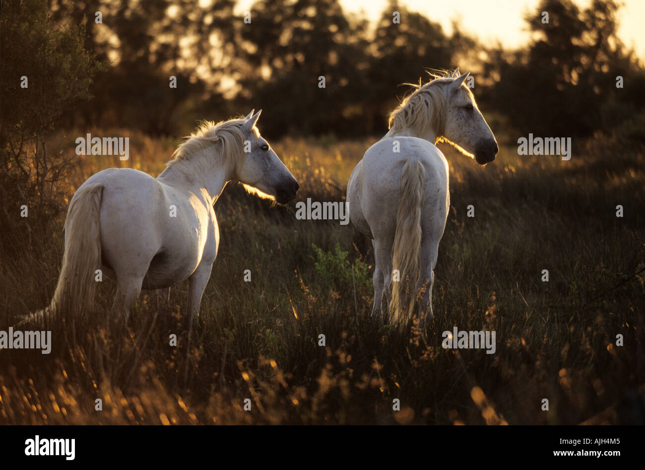 zwei weiße Pferde in der Dämmerung Camargue-Pferd Stockfoto