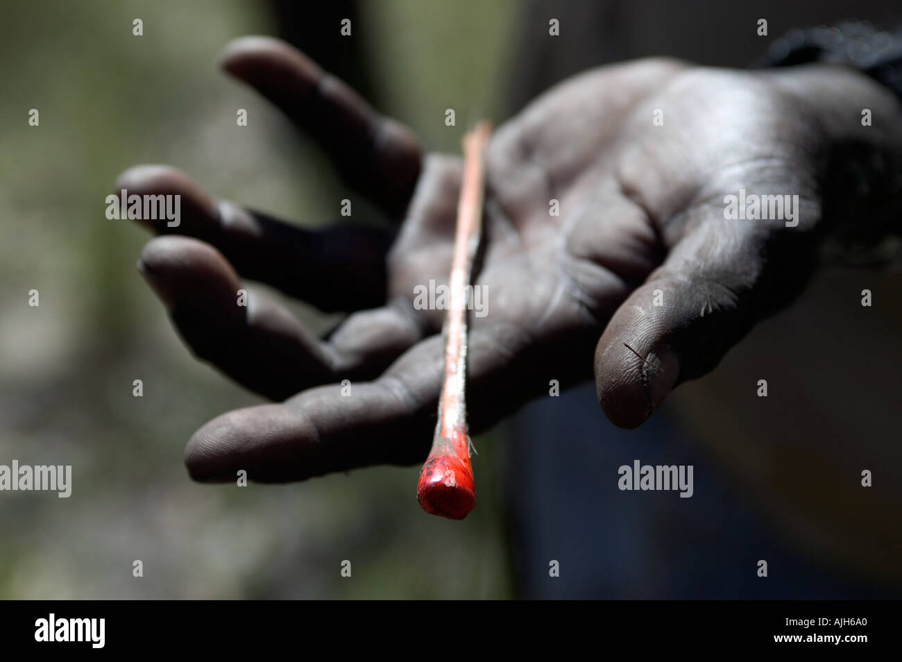 Aborigines Busch Karotte aus dem Boden im Outback Australien gegraben Stockfoto