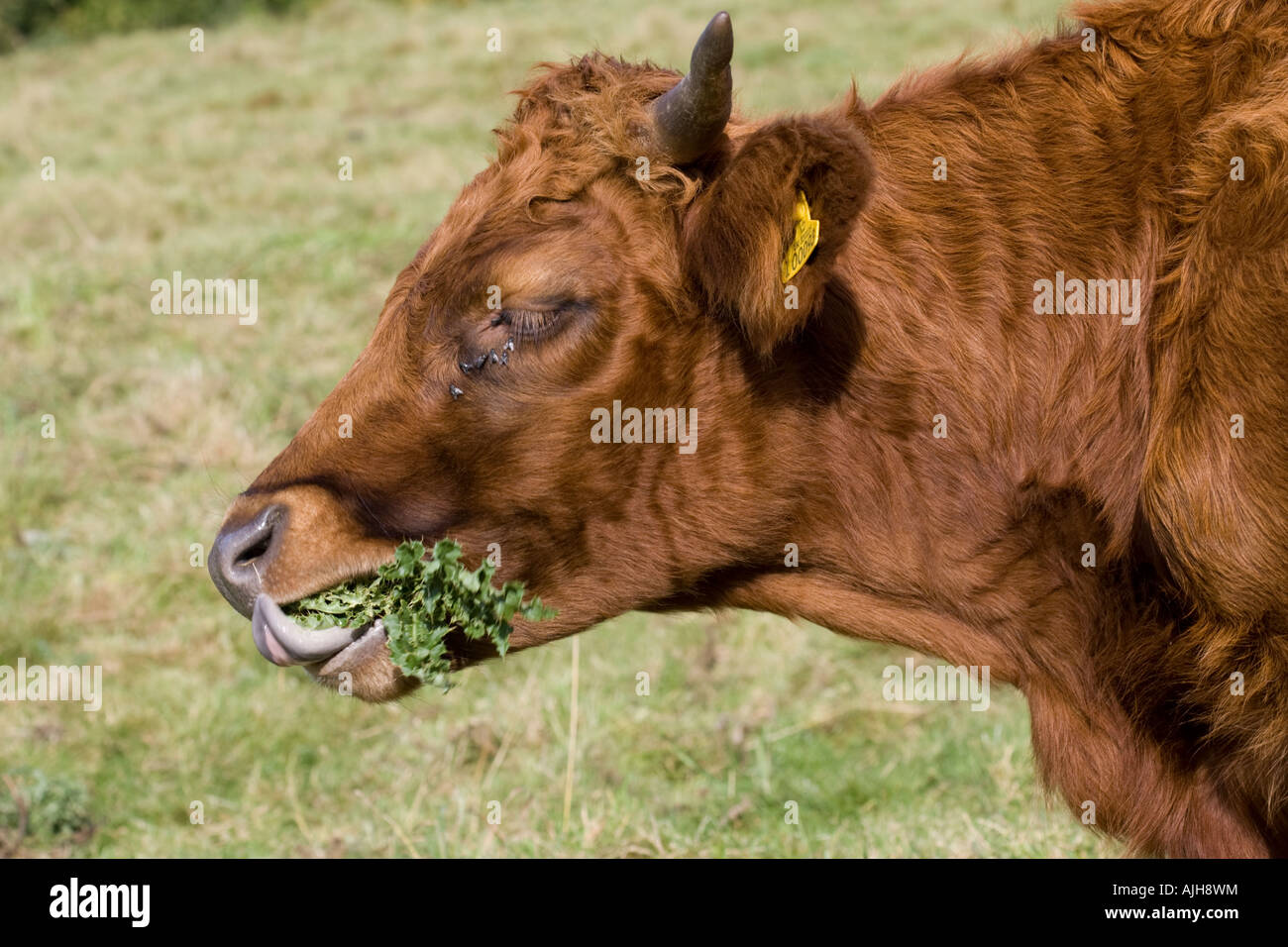 Braun Dexter-Kuh Essen Disteln in Field Cotswolds UK Stockfoto