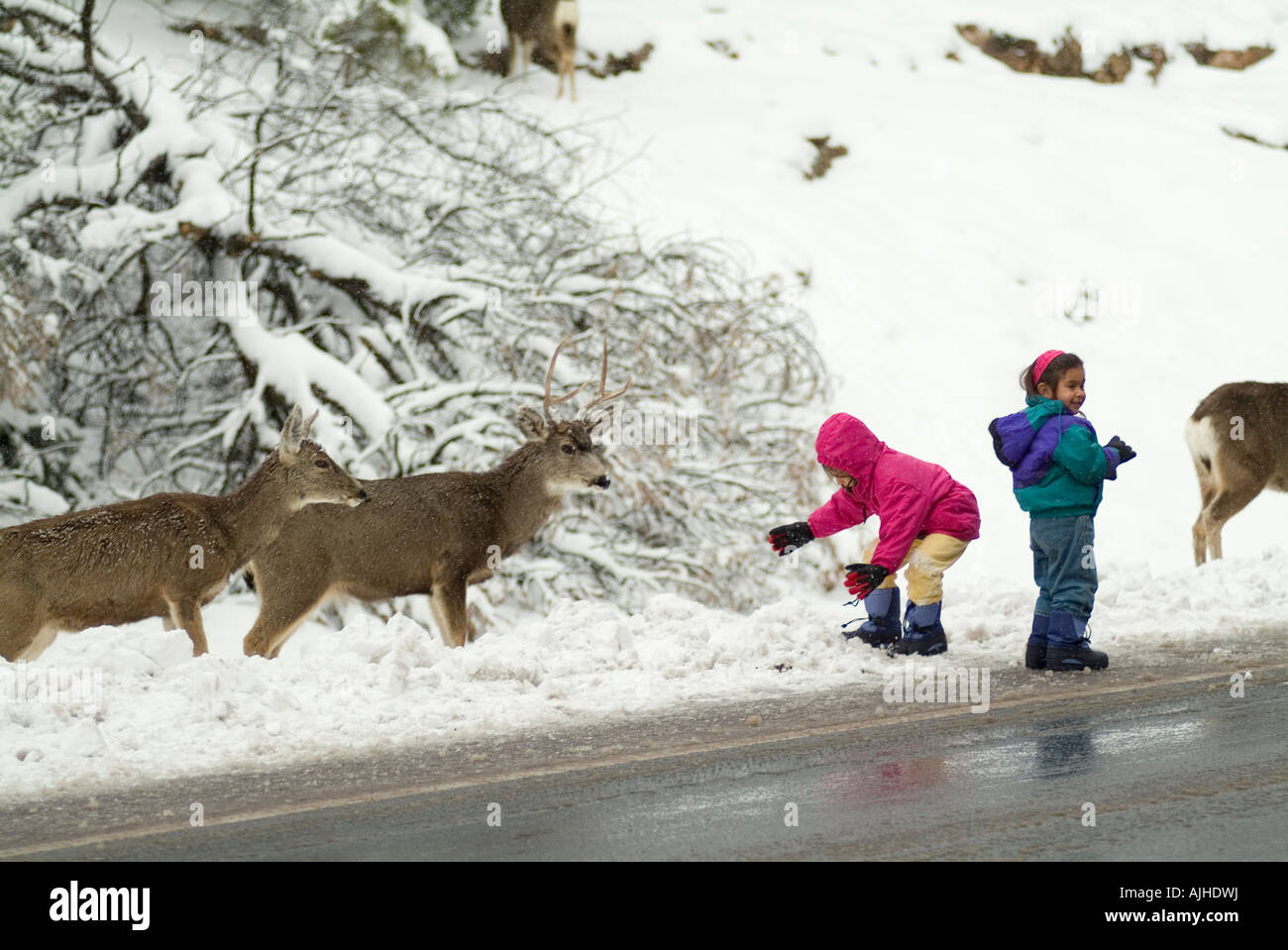 Kinder nähert sich White Tailed Deer im winter Stockfoto
