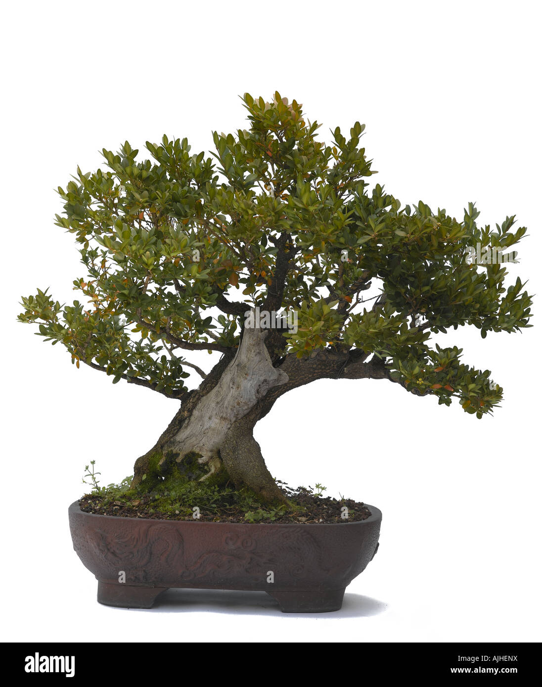 Gemeinsame Box Buchsbaum Bonsai Buxus sempervirens Stockfotografie - Alamy
