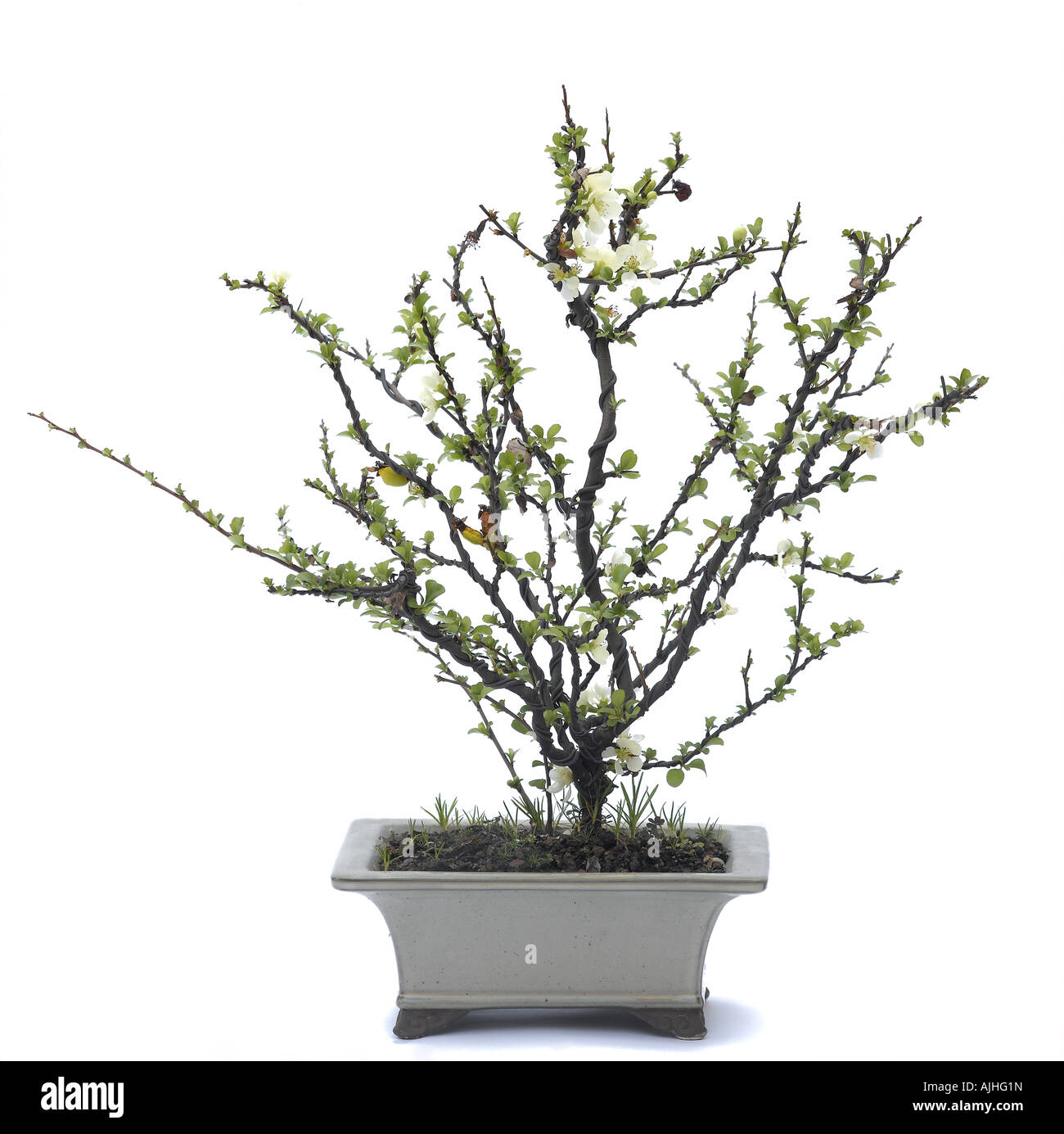 grow a bonsai tree from seed The Jonsteen Company - Bonsai Tree | Seed Grow Kit: Chinese Juniper