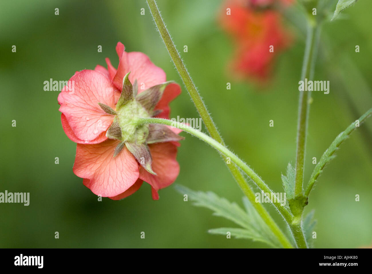 Rückseite des scharlachroten Avens Stockfoto