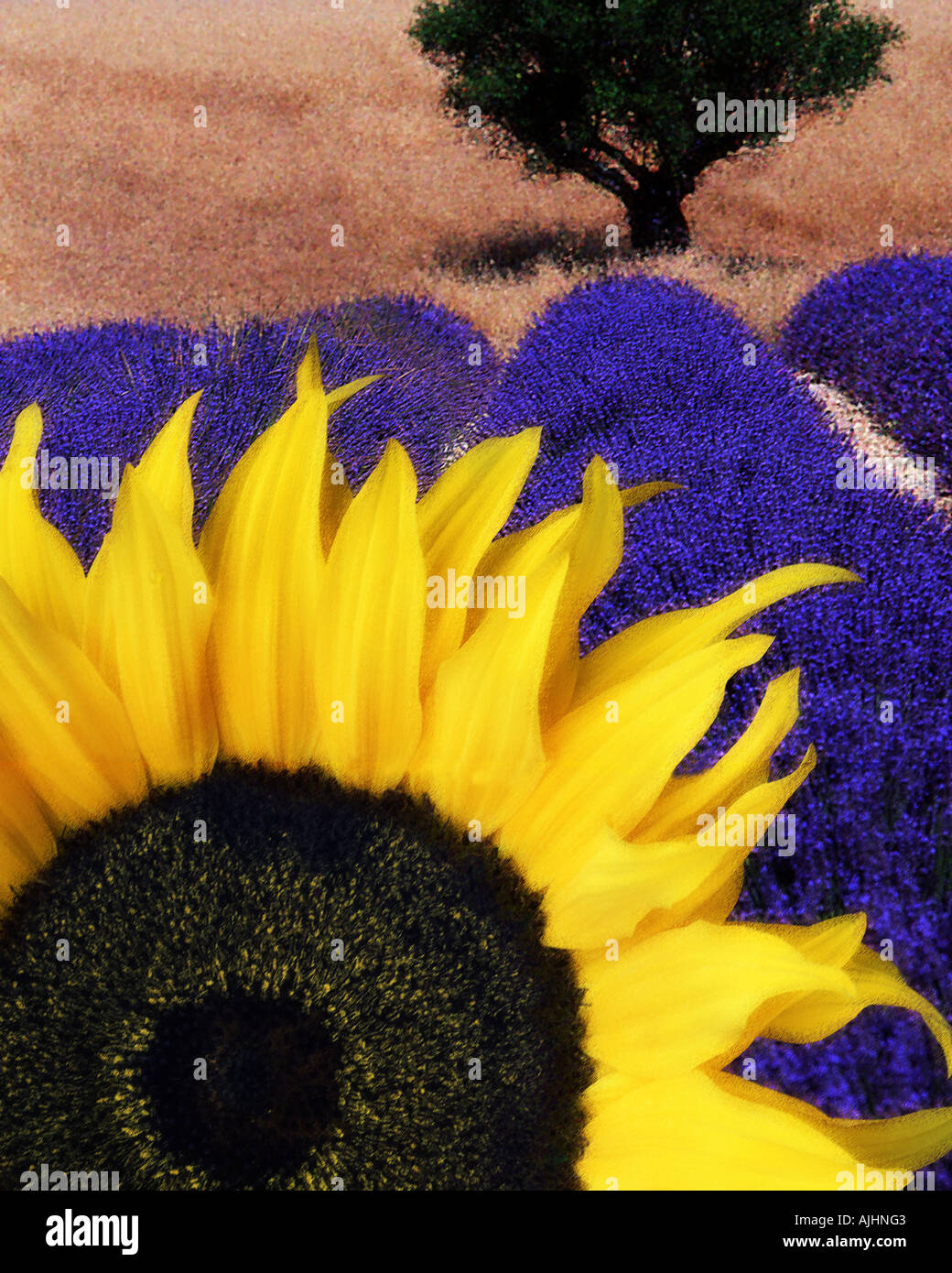 FR - ALPES-DE-HAUTE-PROVENCE: Sonnenblume & Lavendel Stockfoto