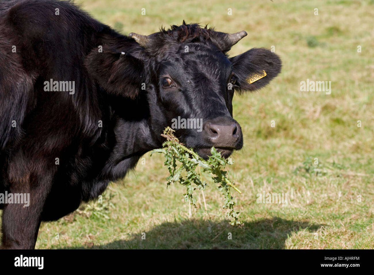 Schwarz-Dexter-Kuh Disteln in Field Cotswolds UK Essen Stockfoto