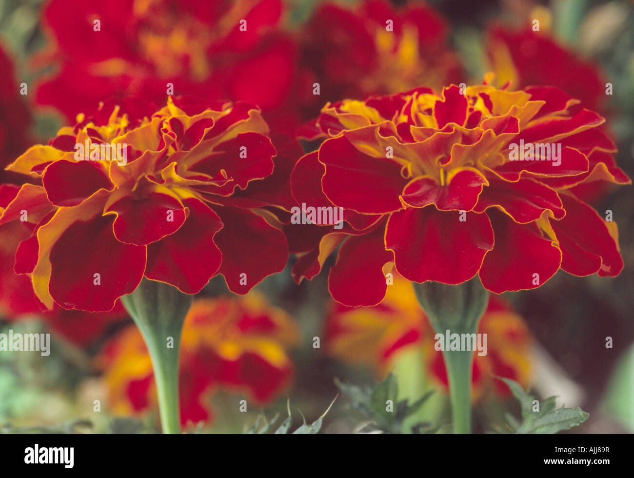 Tagetes Patula "Durango Red" (französische Ringelblume) F1 Hybride. Nahaufnahme von roten Ringelblumen. Stockfoto