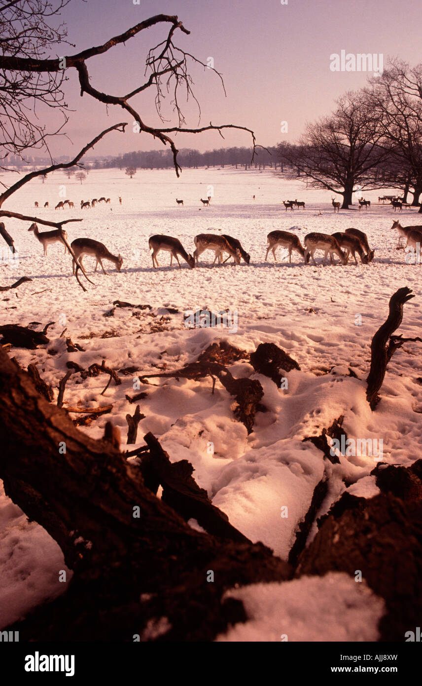 Reh im Richmond Park in London an einem verschneiten winterlichen Tag London England Vereinigtes Königreich Stockfoto