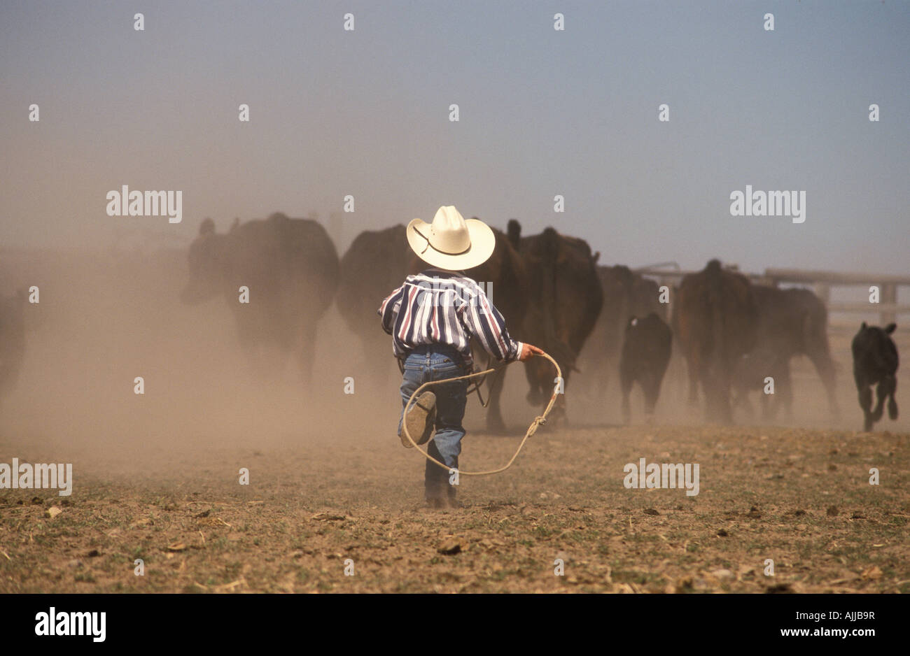 Kleiner Junge mit einem Seil jagen Rinder während Runde bis auf Nyman Brüder Ranch in der Nähe von Kran südöstlichen Oregon Stockfoto
