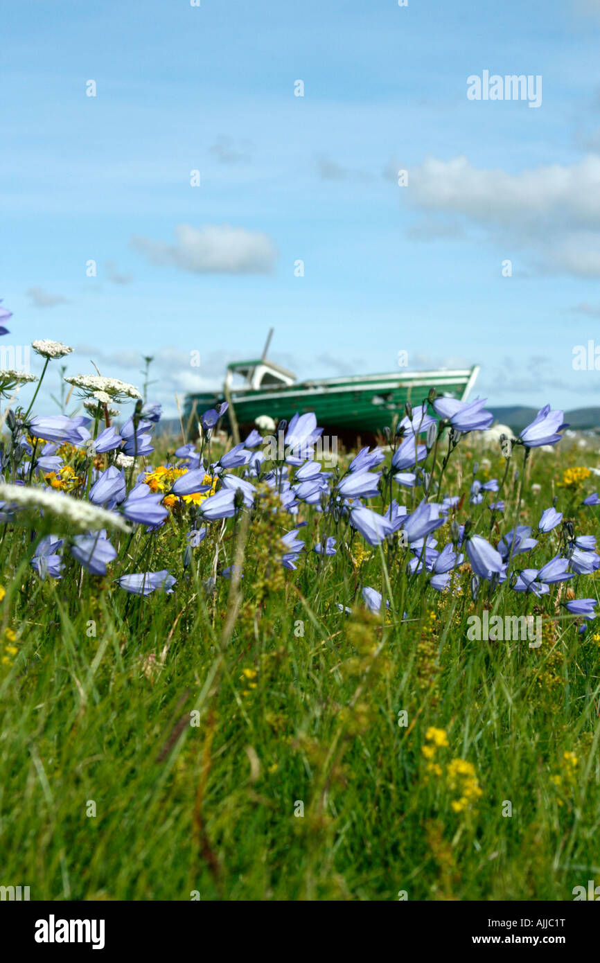 Angelboot/Fischerboot und Glockenblumen bei Magheroarty Spieß, Donegal, Irland Stockfoto
