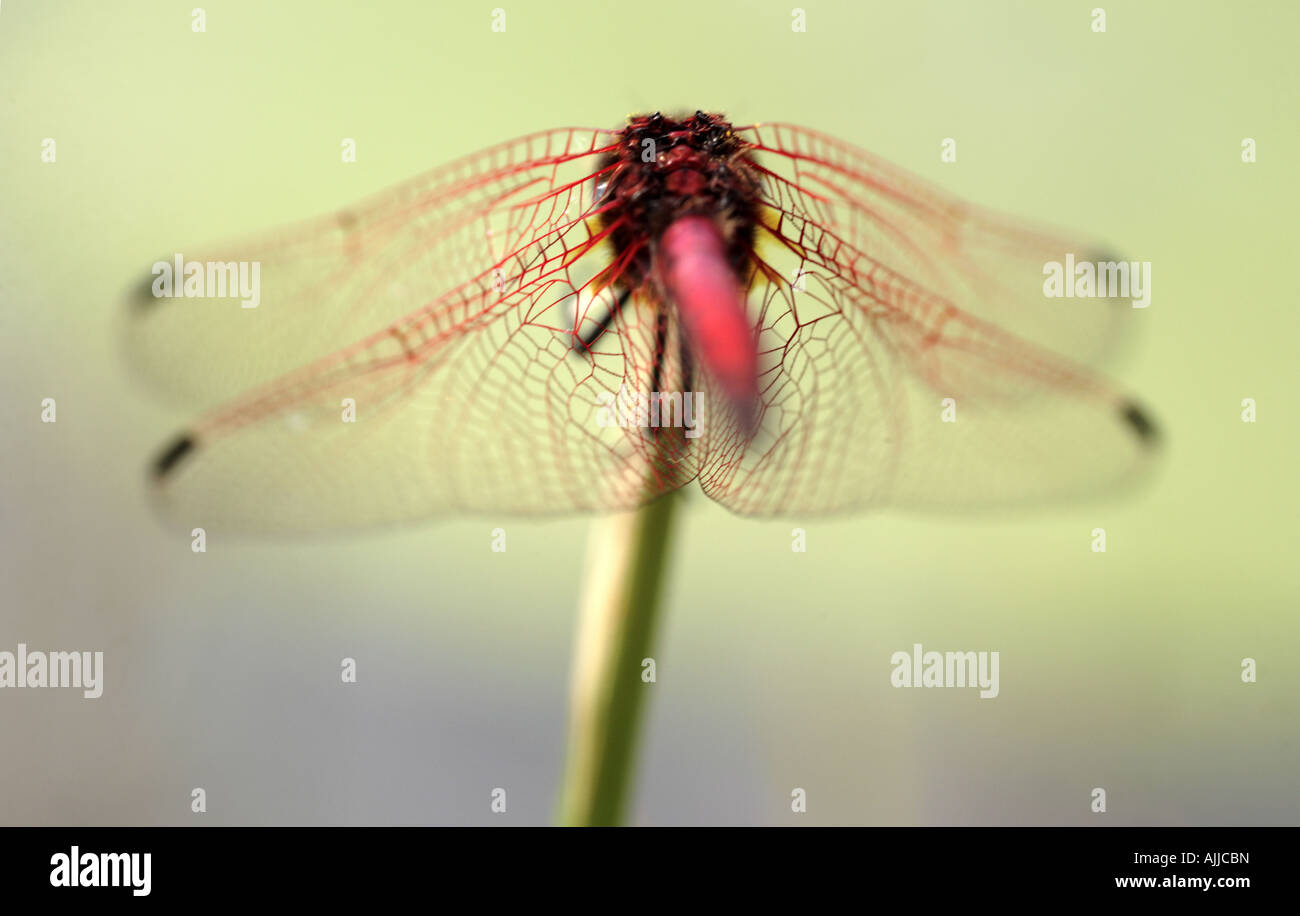 Rückansicht des rot geäderten Dropwing Libelle (Trithemis Arteriosa) Stockfoto