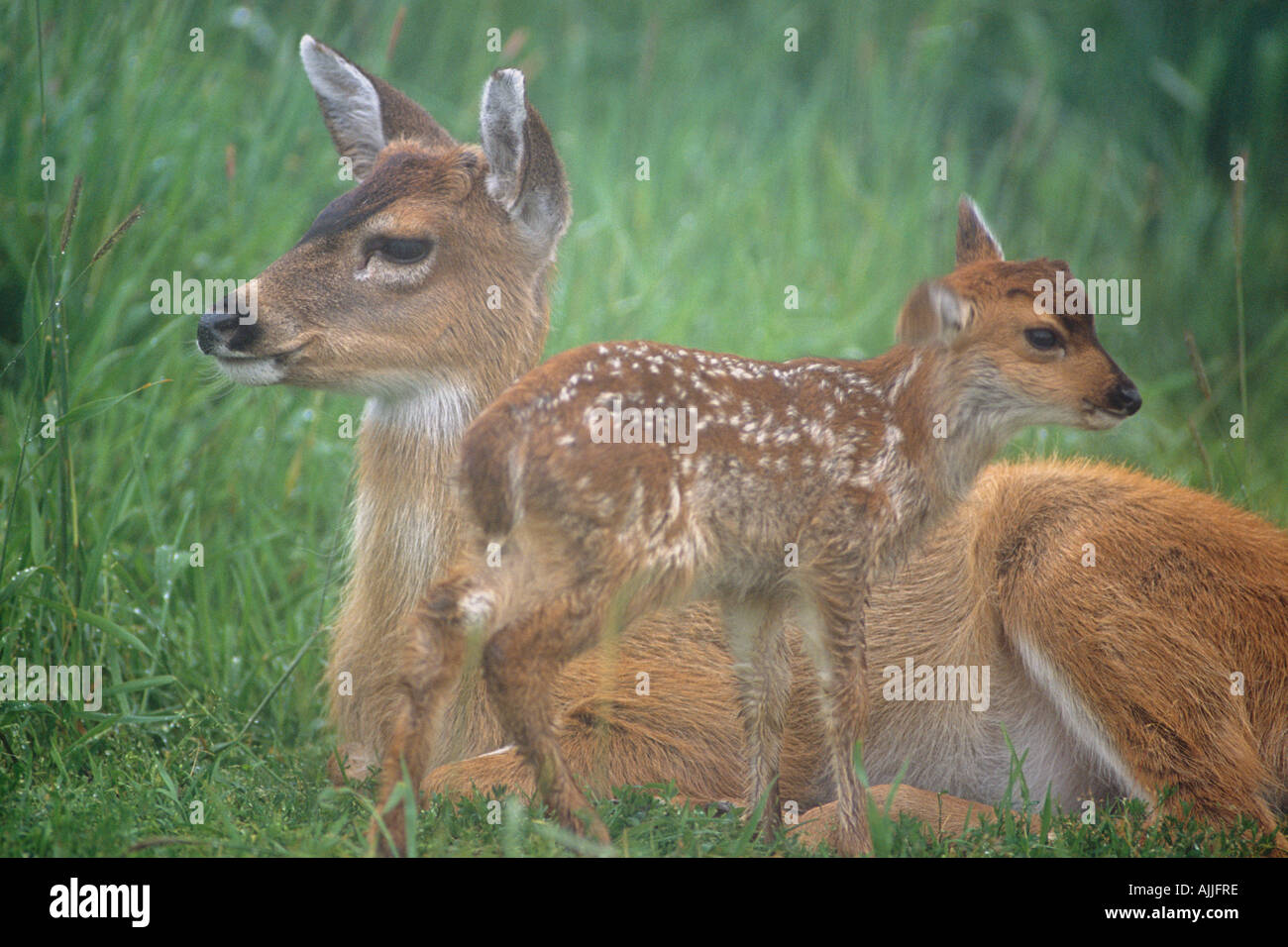 Sitka Black Tail Doe Reh auf Wiese im Nebel gefangen Nahaufnahme Alaska Wildlife Conservation Center Sommer Stockfoto