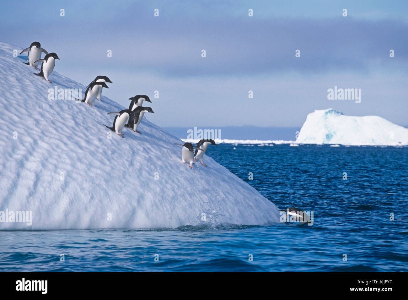 Gruppe von Adelie-Pinguine zu Fuß bergab auf Eisberg Ozean Antarktis Sommer eintauchen Stockfoto