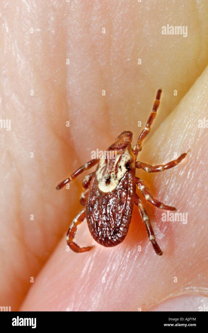 Amerikanische Hundezecke Dermacentor variabilis Stockfoto