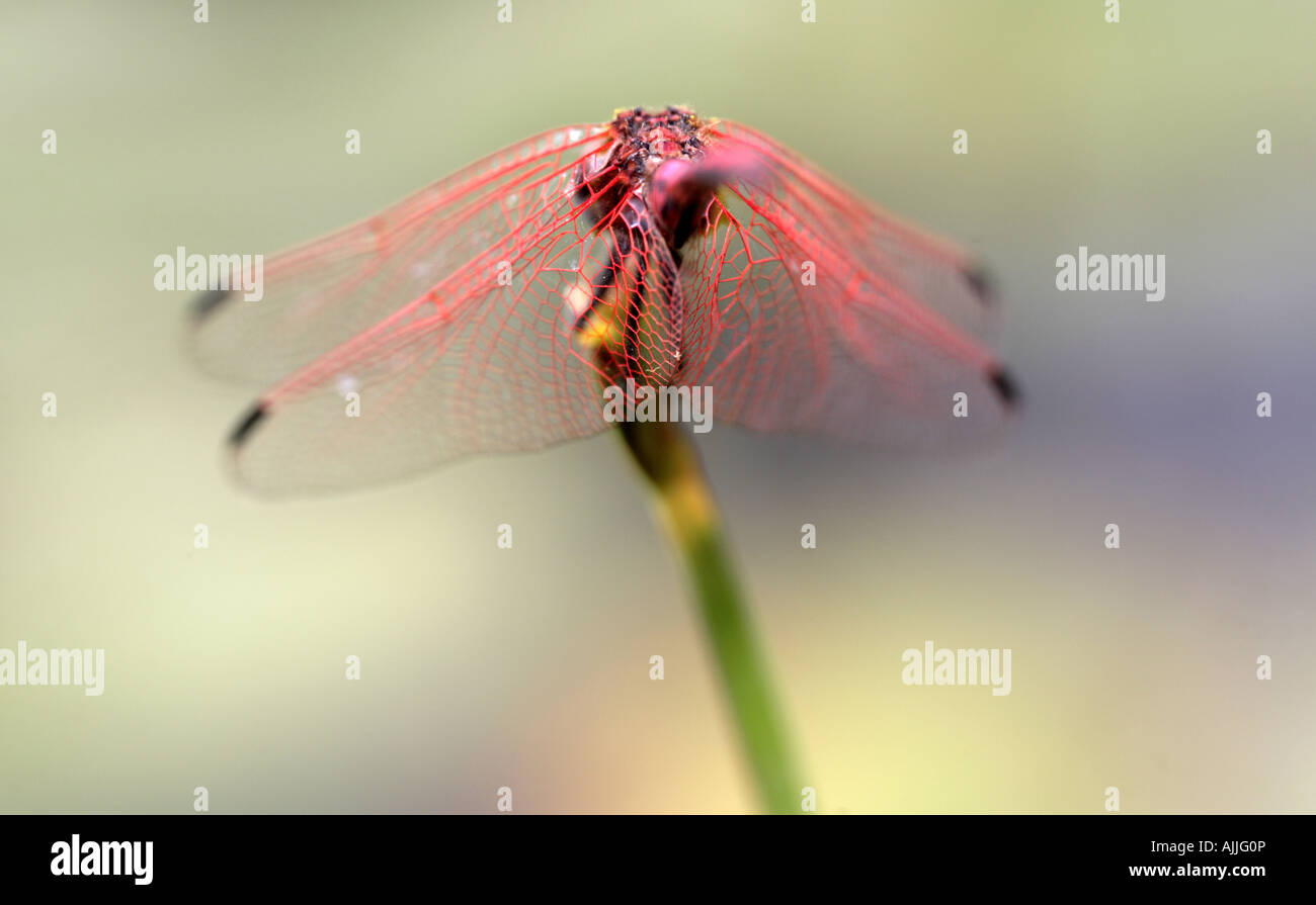 Rückansicht des rot geäderten Dropwing Libelle (Trithemis Arteriosa) Stockfoto