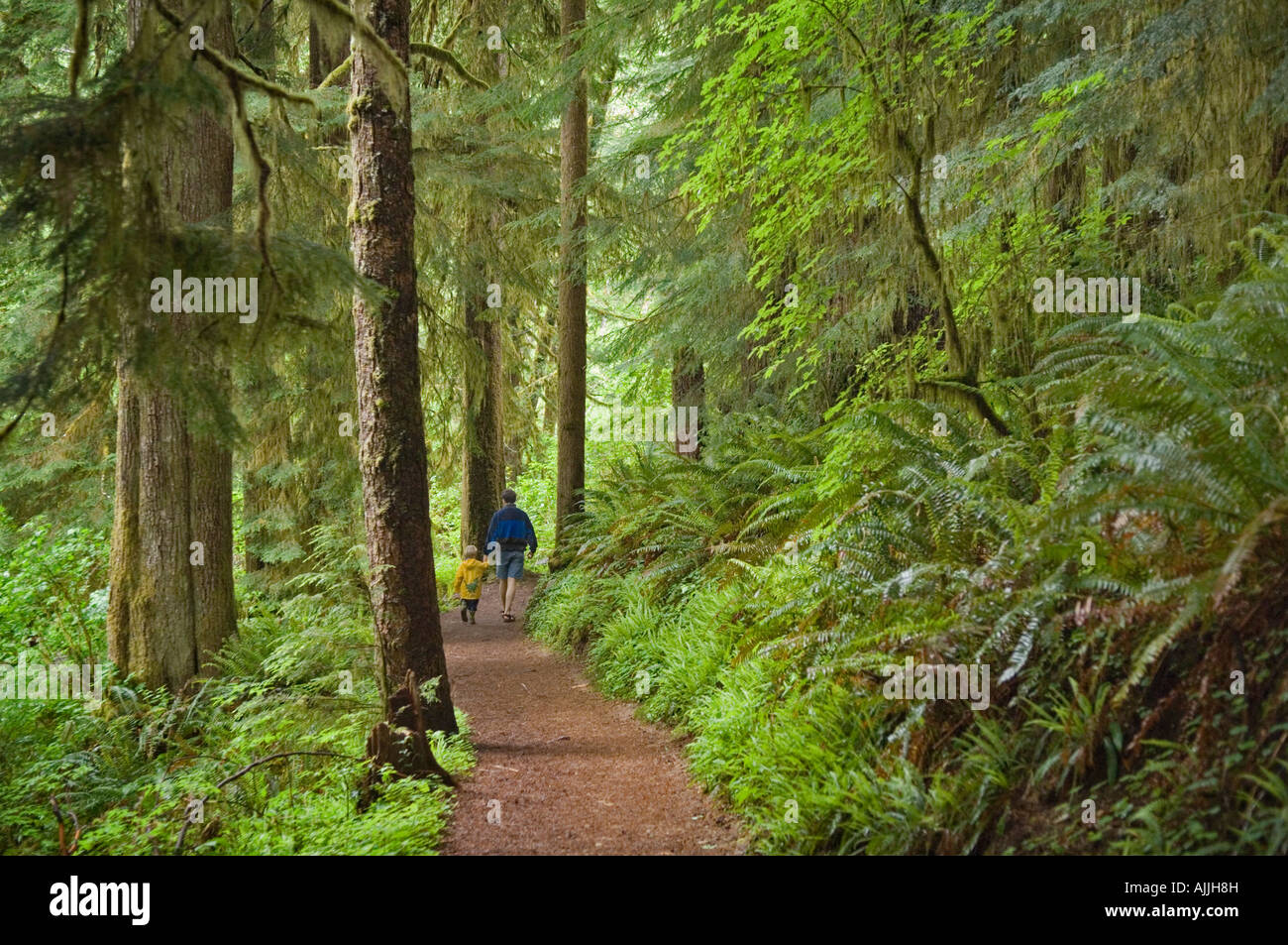 Vater und Sohn wandern auf Drift Creek Falls Trail Siuslaw National Forest Coast Range Mountains Oregon Stockfoto