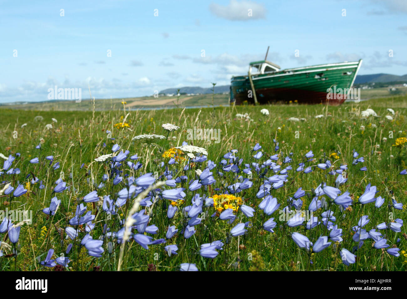 Glockenblumen bei Magheroarty Spieß Donegal Ireland Stockfoto