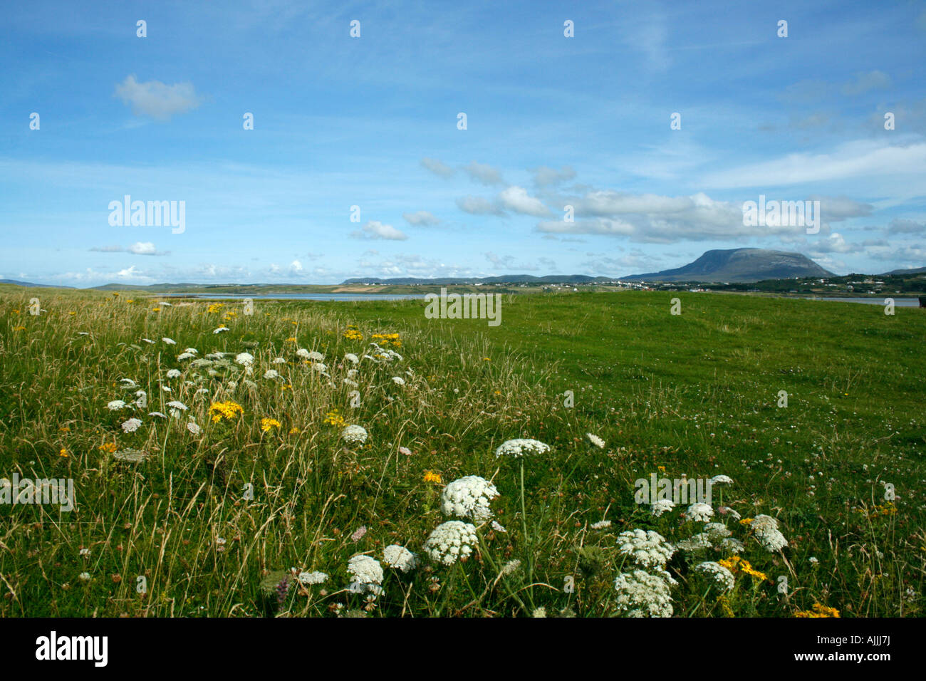 Wiesenblumen und Küste bei Magheroarty spucken Donegal Ireland Stockfoto