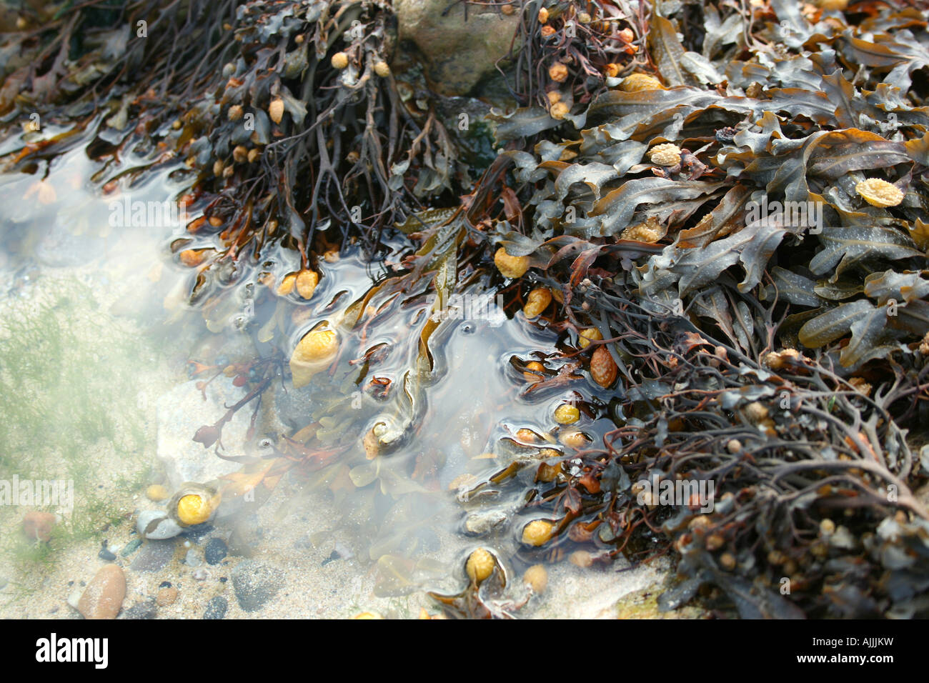 Algen und Öle im rockpool Stockfoto