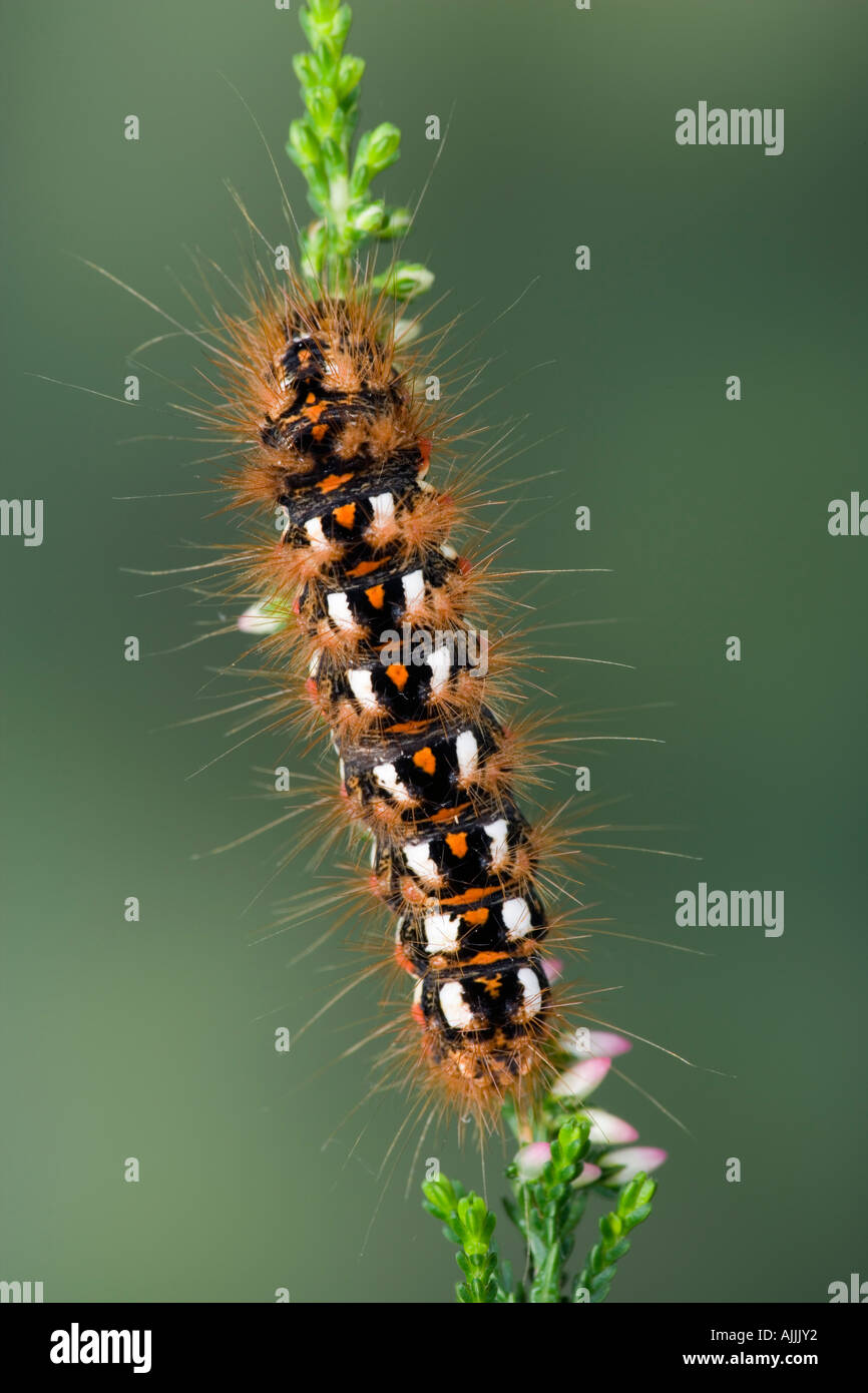 Knot Grass Acronicta Rumicis Larven ernähren sich von Heather mit schönen Fokus Hintergrund Potton Bedfordshire Stockfoto