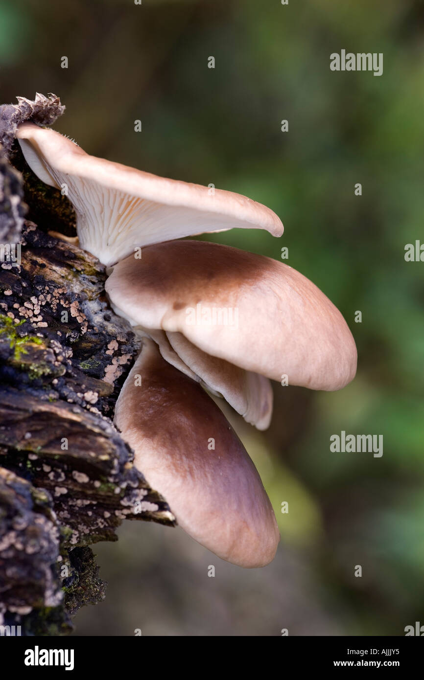 Auster Pilz (Pleurotus Ostreatus) auf gefallenen Buche mit schönen Fokus Hintergrund Ashridge Bedfordshire Stockfoto