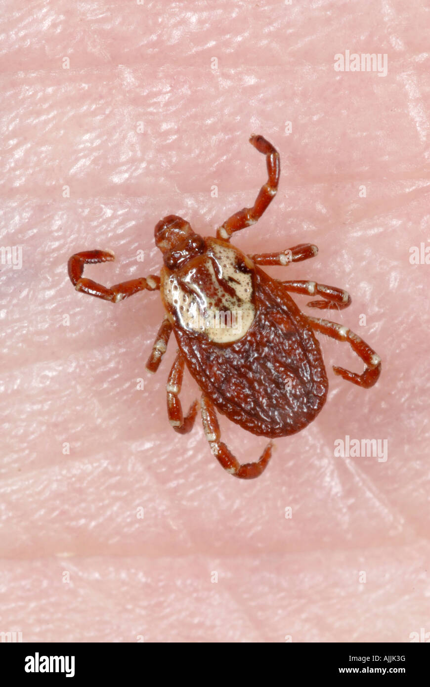 Amerikanische Hundezecke Dermacentor variabilis Stockfoto