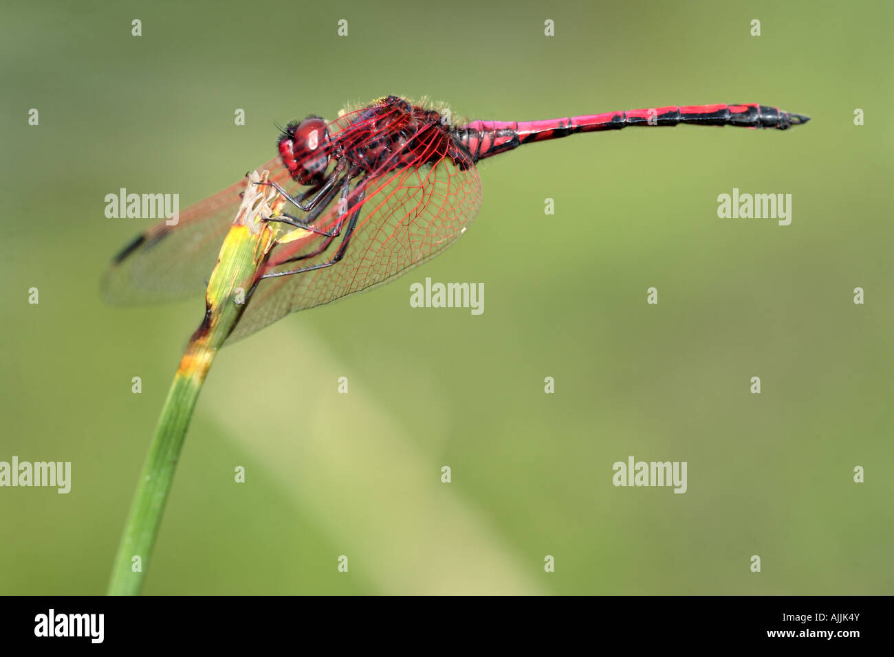 Rot geäderten Dropwing Libelle (Trithemis Arteriosa) Stockfoto