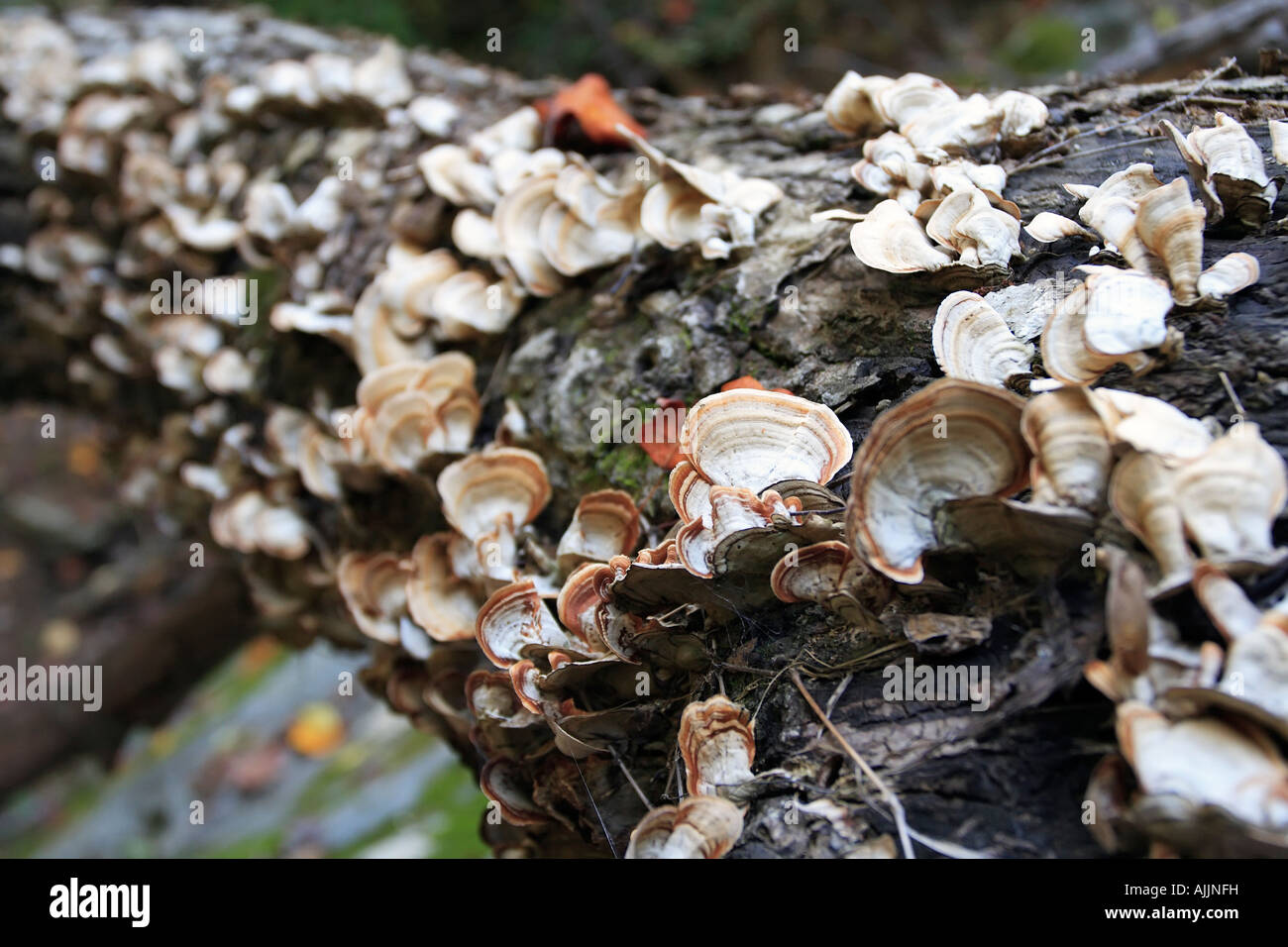 Polypore Pilze auf ein toter Baum Stockfoto