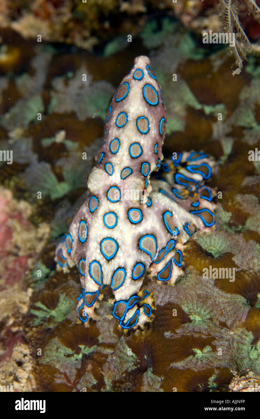 Bluering Octopus auf coral Stockfoto