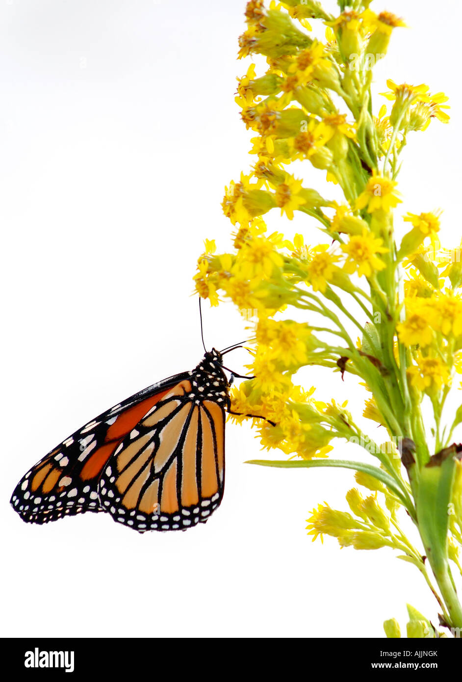Monarchfalter (Danaus Plexippus) auf Goldrute Stockfoto