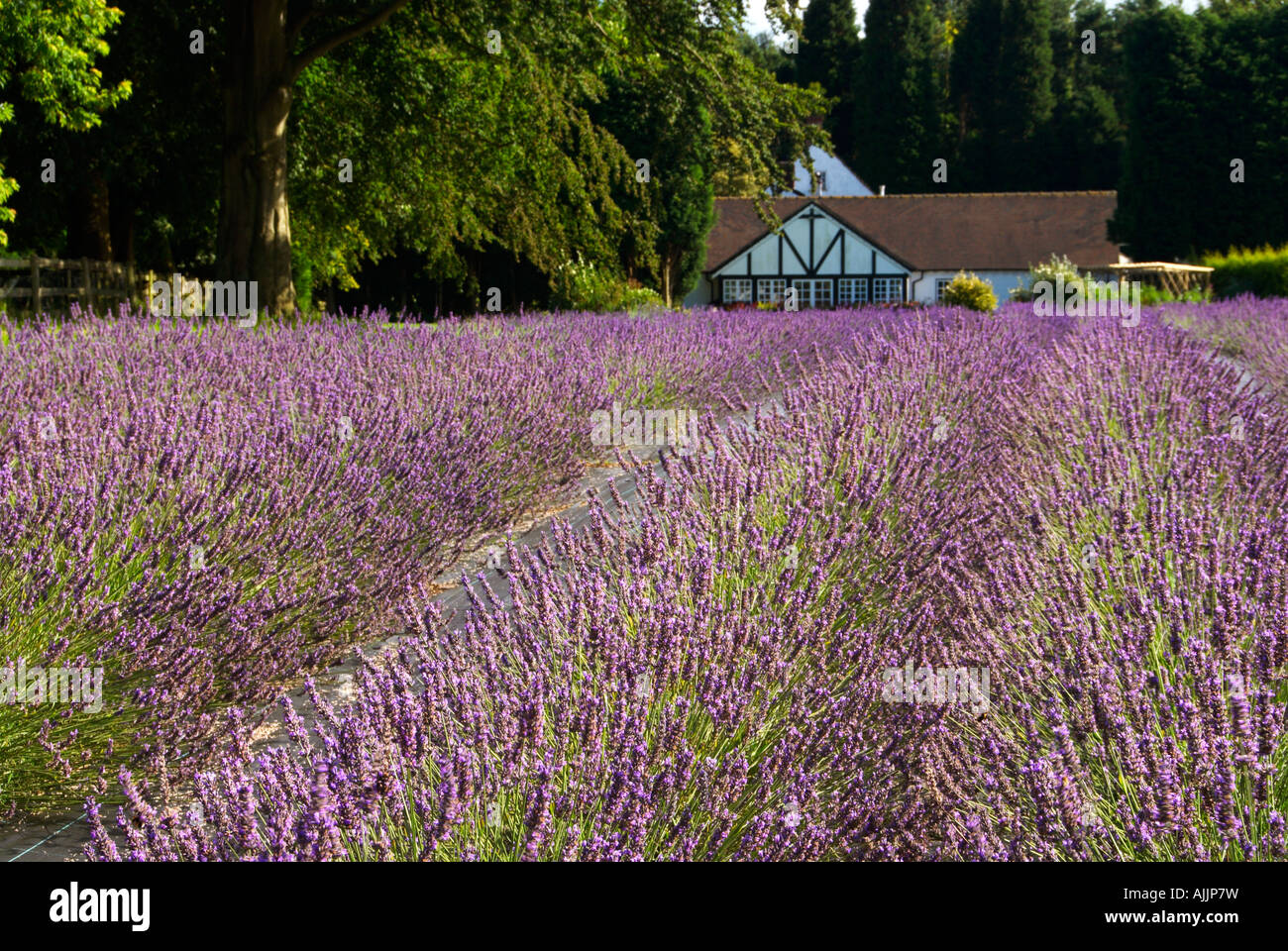 Die Lavendelfelder in Swettenham Cheshire UK Stockfoto