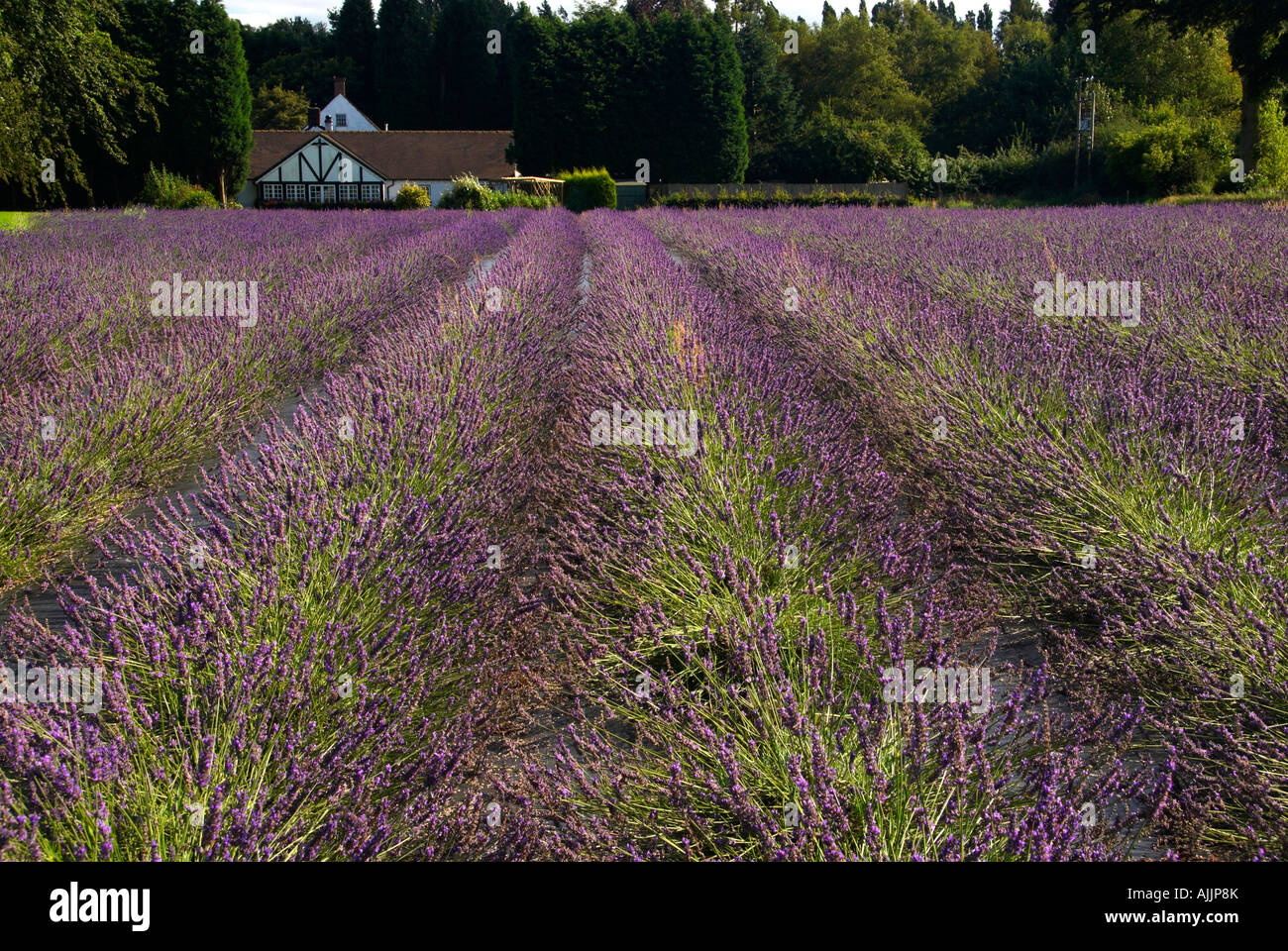 Lavendel Felder Swettenham Cheshire UK Stockfoto