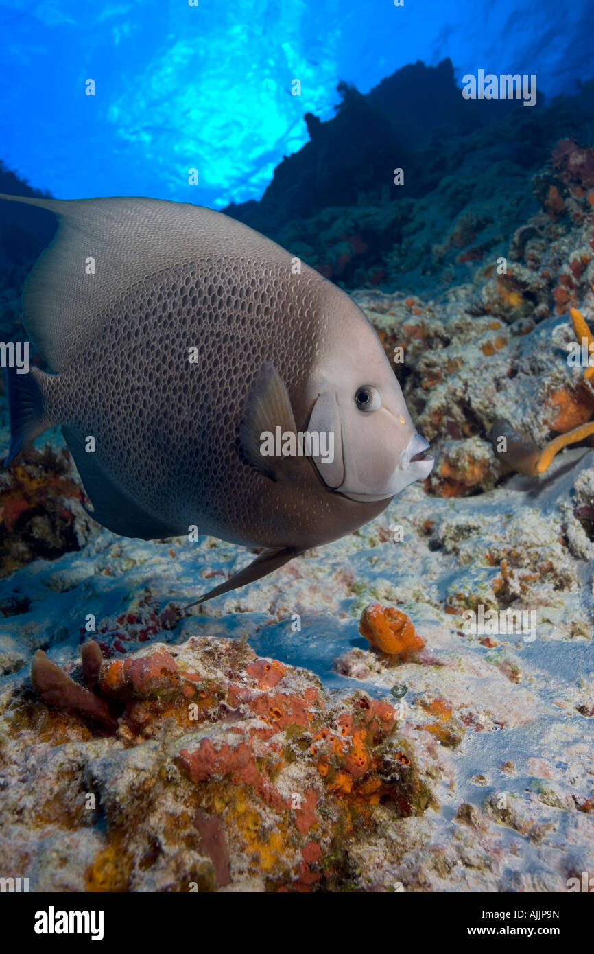 Grauen Kaiserfisch Schwimmen unter Wasser über Korallenriff in tropischen Gewässern von Cozumel, Mexiko Stockfoto