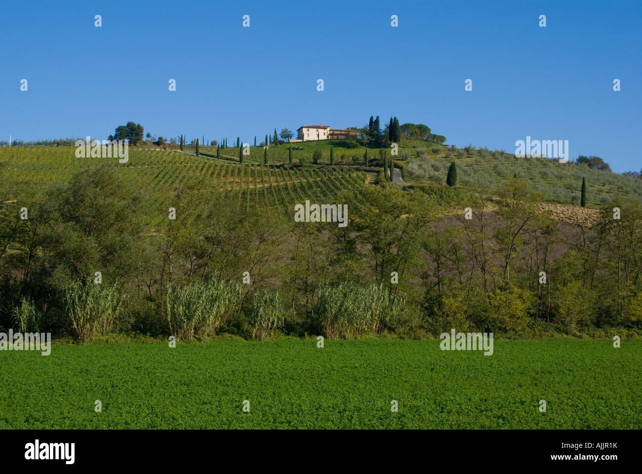 Europa Italien Toskana Weinbergen in Lucignano Stockfoto